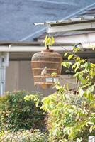 The zebra dove in the cage is being sunbathed photo