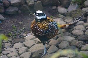 WILD CHICKEN WALKING ON ROCKS photo