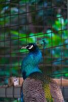 Vertical closeup shot of a peacock head photo