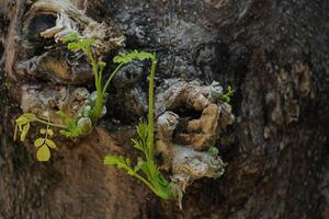 New shoots on the tree trunk photo