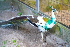 multi color peacock inside of cage photo