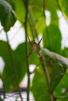 Spider on the web under the sunlight with greenery photo