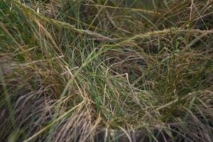 Feather grass plants, long grass texture background photo