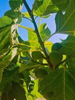 A close-up view of a fig tree branch, bathed in warm sunlight photo