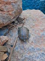 A quiet scene that includes a turtle floating on a rock near the photo