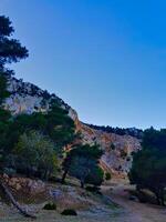Nature's duet where fig and pine embrace of the mountain a dwelling to them, A fig tree with its yellow falling leaves and a pine trees whose branches intertwine and weave a tapestry of colors photo