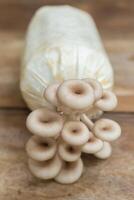 Oyster Mushroom Phoenix Mushroom Lung Oyster Mushroom prefers in warm and moist weather while it can grow on cottonwood. It is a good choice of food for vegetarian. photo