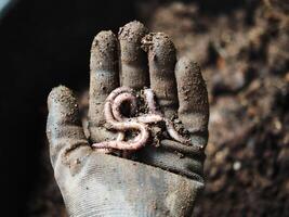 earthworm in soil for planting ang hand holding them photo