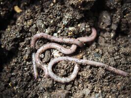 earthworm in soil for planting ang hand holding them photo