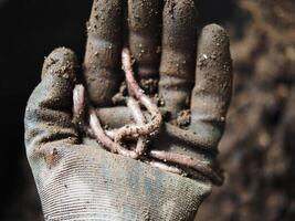earthworm in soil for planting ang hand holding them photo