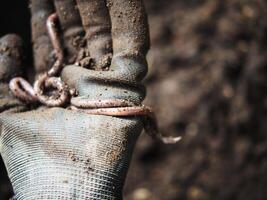 earthworm in soil for planting ang hand holding them photo