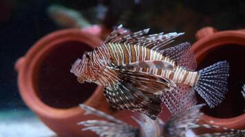 A colorful species of Lionfish displays its beauty in a vibrant and lively aquarium setting video