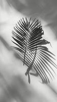 Shadow of a Leaf on White Background photo