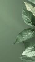 Green Leaf on Green Background photo