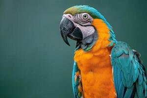 Close Up of Colorful Parrot on Green Background photo