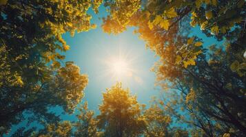 Sun Shining Through Trees photo