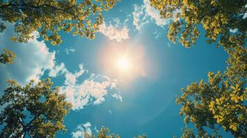 Sun Shines Through Clouds in Forest photo