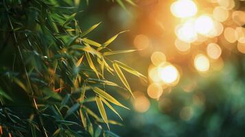 Close Up of Bamboo Plant With Blurry Lights photo