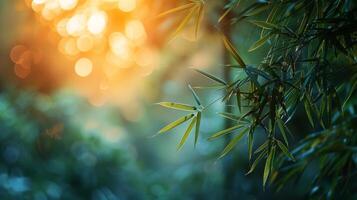 Sunlight Filtering Through Bamboo Leaves photo