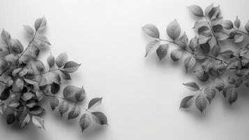 black and white leaves on white background, top view photo