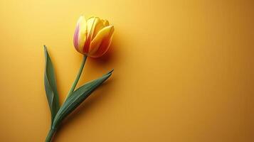 Vibrant Orange and Yellow Tulip Against Yellow Wall photo