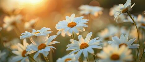 A Field of Daisies With Sun Setting in Background photo