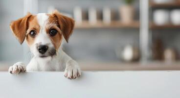Puppy Peeking Over White Surface photo