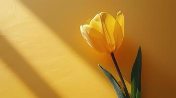 A Single Yellow Tulip on Yellow Background photo