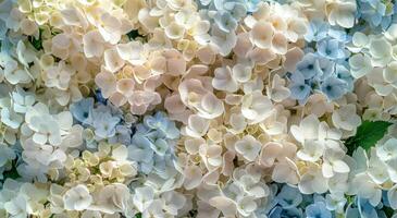 Close Up of Blue and White Hydrangeas photo