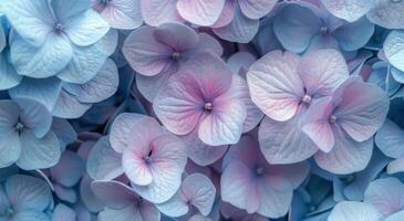 Blue Hydrangea Flower Close-Up photo