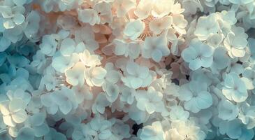 Close Up of Blue and White Hydrangeas photo