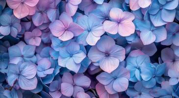 Blue Hydrangea Flower Close-Up photo