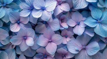Blue Hydrangea Flower Close-Up photo