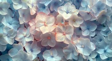 Close Up of Blue and White Hydrangeas photo