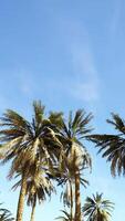 Underside of the coconuts tree with clear sky and shiny sun video