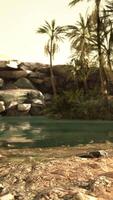 Colorful scene with a palm tree over a small pond in a desert oasis video