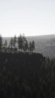 Evergreen fir tree and mountains on a background on a sunset after the rain video
