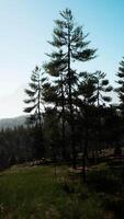 Evergreen fir tree and mountains on a background on a sunset after the rain video