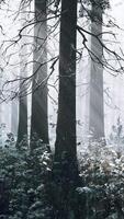 Fog in the forest on a cold winter cloudy day with first snow video