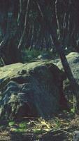 Roots of a tree in a misty forest video