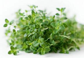 Fresh Thyme Sprigs on White Background photo