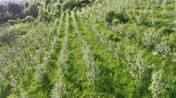 Aerial view An Apple Orchard That Blooms In Early Spring. Beautiful Nature At Sunset, And Young Apple Trees With White Flowers. video