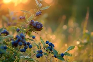 Botanical Vaccinium corymbosum Highbush Blueberry in sunny meadow with natural background photo