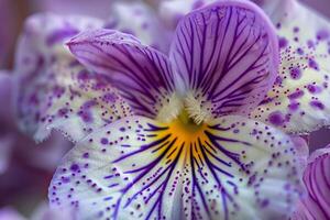 Botanical ViolcornutHorned Violet with unique horn like petals photo