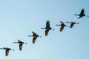 Avian Freedom Migratory birds flying in formation against clear blue sky during autumn migration with background photo