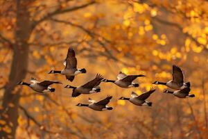 Avian Hopeful Migratory geese flying in formation over goldenhued autumn forest with background photo