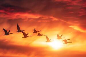 Avian Migration Flock of geese flying in V formation against vibrant autumn sunset background photo