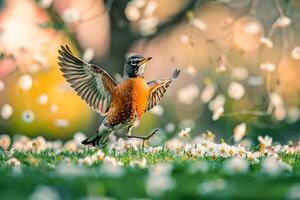Avian Joyful American robin hopping energetically on green lawn scattered with spring blossoms background photo