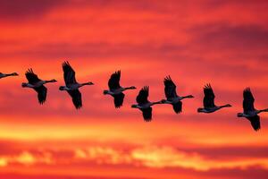 Avian Migration Flock of geese flying in V formation against vibrant autumn sunset background photo