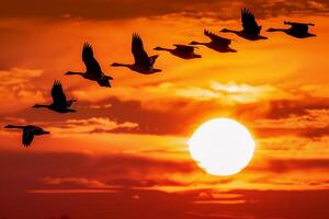 Avian Migration Flock of geese flying in V formation against vibrant autumn sunset background photo